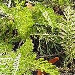 Achillea distans पत्ता