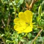 Oenothera parviflora Flor