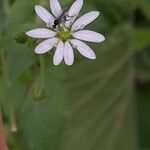 Stellaria aquatica Flower