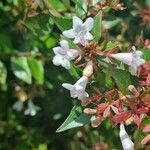 Abelia × grandiflora Cvet