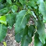Ficus citrifolia 葉