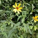 Coreopsis tripteris Квітка