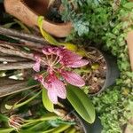 Bulbophyllum longiflorum Flower