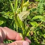 Asclepias purpurascens Leaf