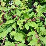 Phytolacca americana Агульны выгляд