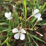 Raphanus raphanistrumFlor