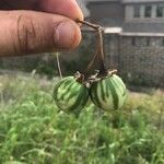 Solanum dimidiatum Fruit