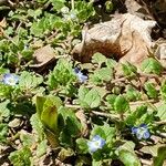 Veronica politaFlower