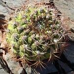 Gymnocalycium saglionis Habit