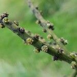Chamaedorea radicalis Flor