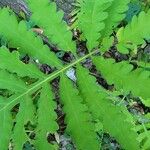 Onoclea sensibilis Leaf