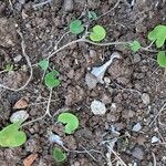 Dichondra micrantha Hábitos