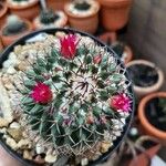 Mammillaria polythele Lubje