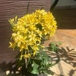 Ixora coccinea Květ