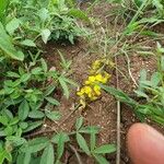 Crotalaria chrysochlora Hábito