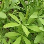 Baptisia sphaerocarpa Levél