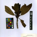 Daphniphyllum himalense Nyingine