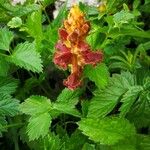 Orobanche gracilis 花