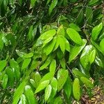 Canarium sumatranum 树皮
