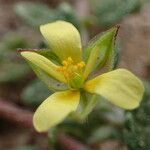 Helianthemum salicifolium 花