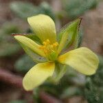 Helianthemum salicifolium Blüte