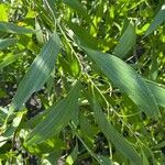 Acacia auriculiformis Folha