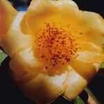 Camellia petelotii