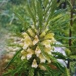 Pedicularis foliosa Kukka