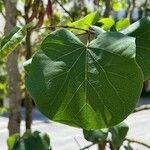 Cercis griffithii Leaf