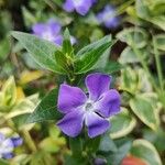 Vinca majorЦвят