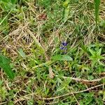 Polygala alpestris Habitus