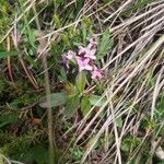 Daphne cneorum Fleur