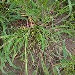 Echinochloa colonum পাতা