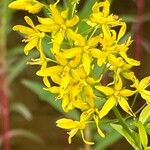 Lysimachia terrestris Květ