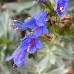 Echium thyrsiflorum Žiedas