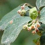 Cotoneaster integerrimusKwiat