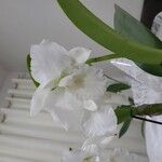 Cattleya mendelii Λουλούδι