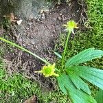Ranunculus recurvatus 花