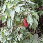 Fuchsia boliviana Vivejo