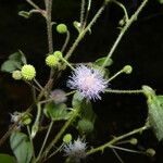 Mimosa albida ശീലം