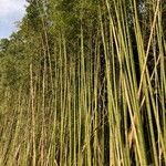 Phyllostachys viridiglaucescens Hábito