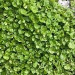 Ranunculus hederaceus Yaprak