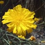 Launaea fragilis Flower