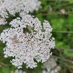 Visnaga daucoides Floare