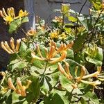 Lonicera etruscaFlor