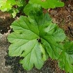 Darmera peltata Leaf