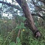 Vigna luteola Vivejo