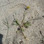 Sonchus bulbosus Likasa