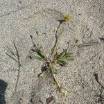 Sonchus bulbosus Levél