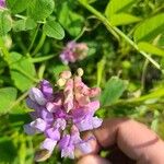 Lathyrus venosus Fleur